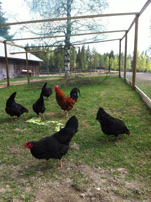 Purola Farm Guesthouse 萨里耶尔维 外观 照片